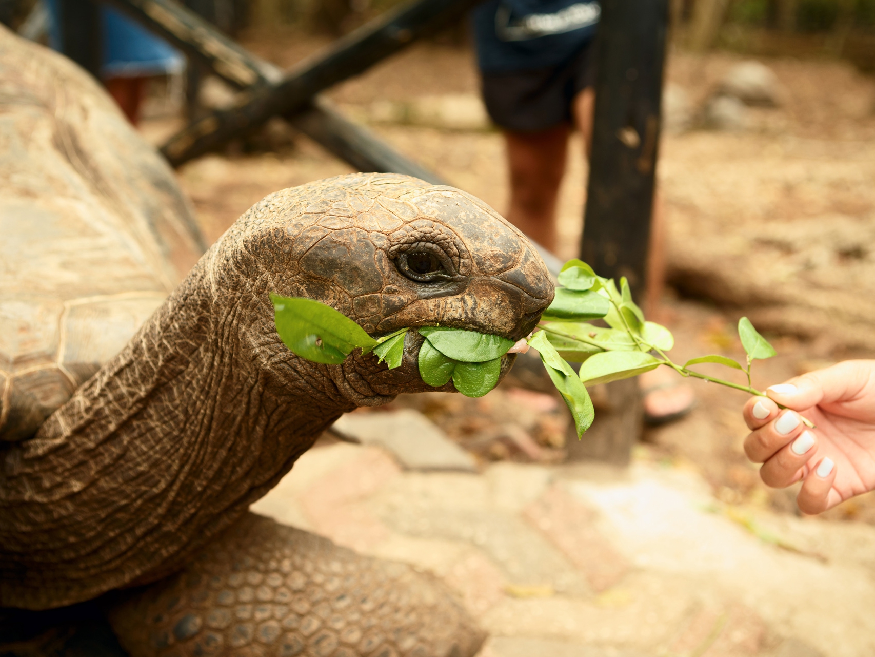 F-Zeen Boutique Hotel Zanzibar: Uroa hotels, boutique hotels zanzibar, beachfront hotel zanzibar