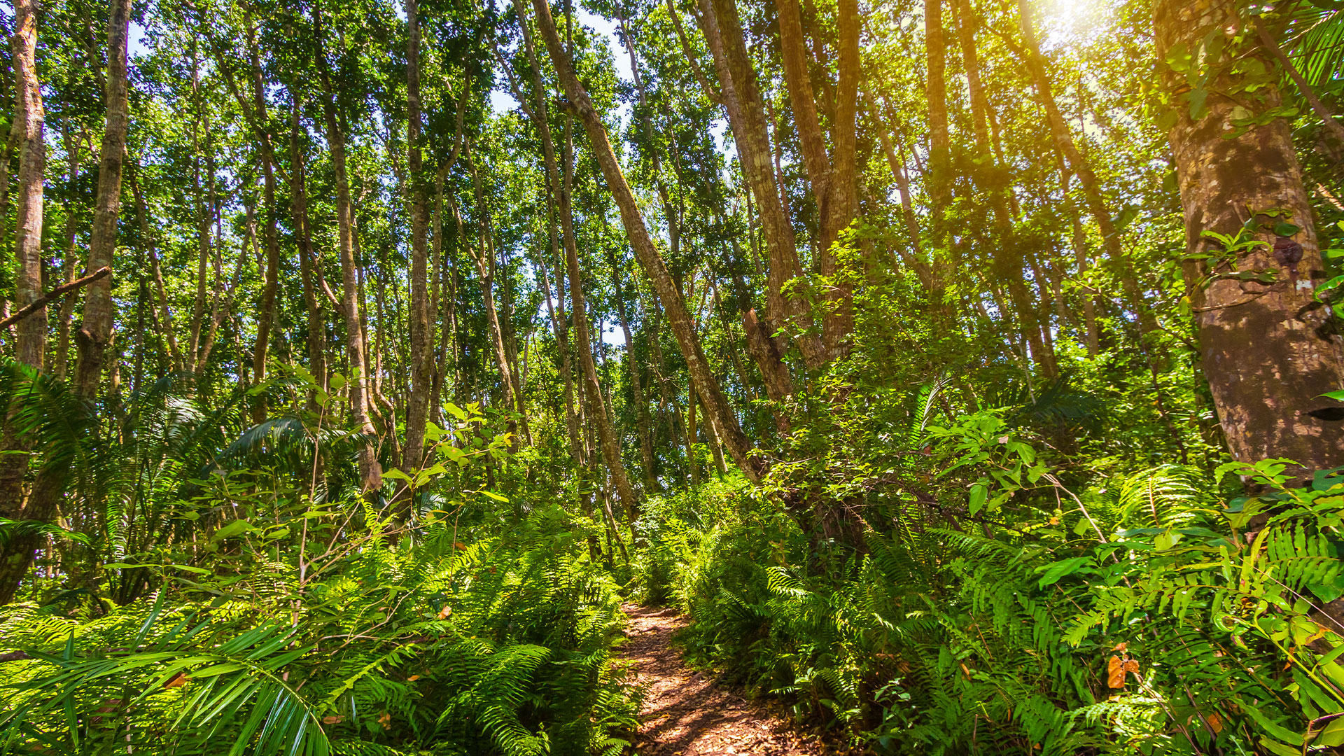 F-Zeen Boutique Hotel Zanzibar: Uroa hotels, boutique hotels zanzibar, beachfront hotel zanzibar
