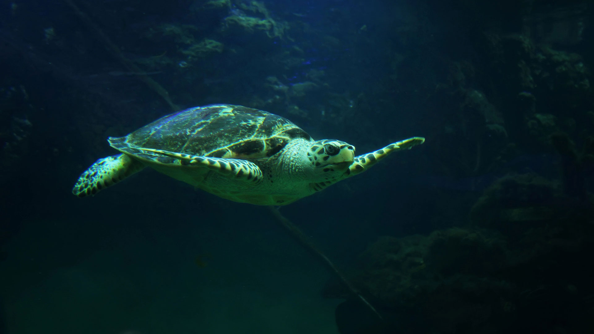 F-Zeen Boutique Hotel Zanzibar: Uroa hotels, boutique hotels zanzibar, beachfront hotel zanzibar